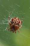 Agalenatea redii