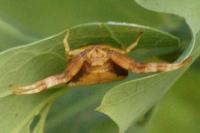 Pistius truncatus