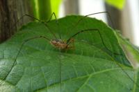 Phalangium opilio