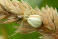 Misumena vatia
