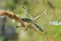 Argiope bruennichi