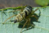 Heliophanus tribulosus