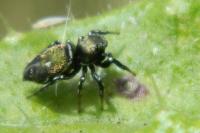 Heliophanus kochii