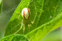 Enoplognatha