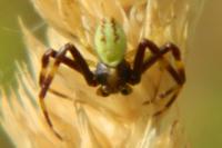 Diaea dorsata