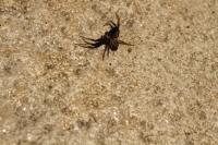 Xysticus erraticus