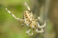Araneus diadematus