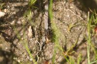 Pardosa
