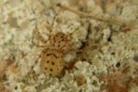 Scytodes thoracica