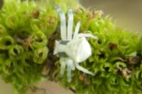 Thomisus onustus