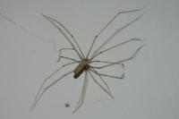 Pholcus phalangioides
