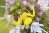 Thomisus onustus