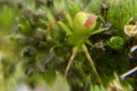 Ebrechtella tricuspidata