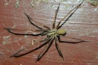 Eratigena duellica
