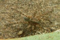 Pardosa
