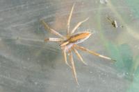Pisaura mirabilis