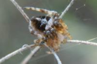 Agalenatea redii