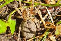 Pardosa agrestis