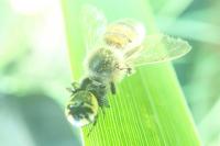 Synema globosum