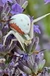 Misumena vatia