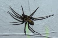 Eratigena duellica