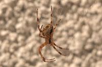 Araneus diadematus