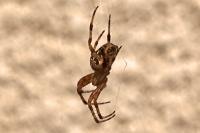 Araneus diadematus