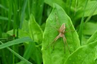 Pisaura mirabilis