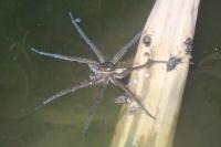 Dolomedes