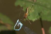 Tetragnatha extensa