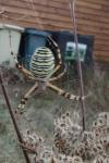 Argiope bruennichi