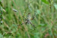 Argiope bruennichi
