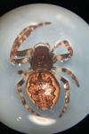 Nuctenea umbratica