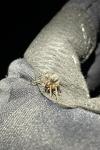 Amaurobius ferox