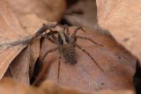Pardosa lugubris