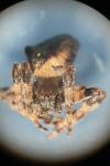 Araneus angulatus