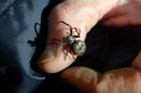 Nuctenea umbratica