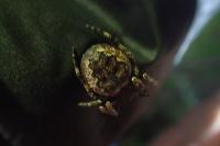 Nuctenea umbratica