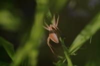 Pisaura mirabilis