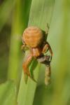 Xysticus
