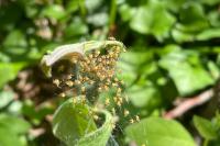 Araneus diadematus
