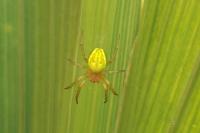 Araniella