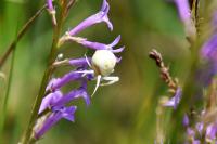 Misumena vatia