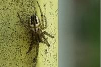 Mangora acalypha