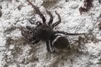Heliophanus tribulosus