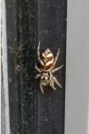 Salticus scenicus