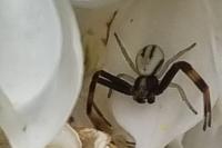Misumena vatia
