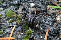 Atypus