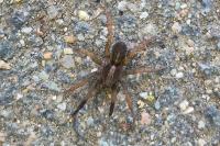 Trochosa
