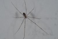 Holocnemus pluchei